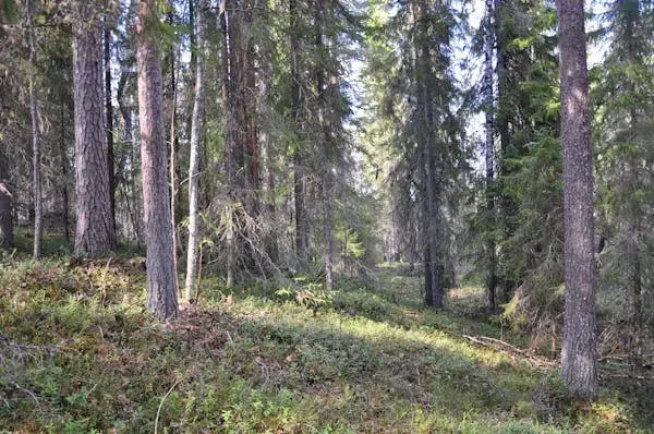 Lägenhet
