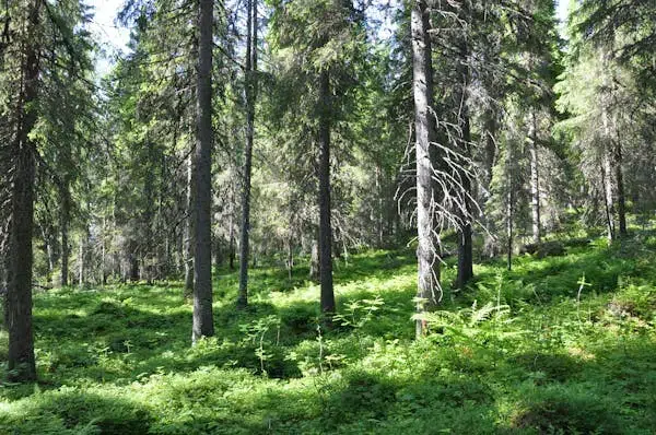 Gård
