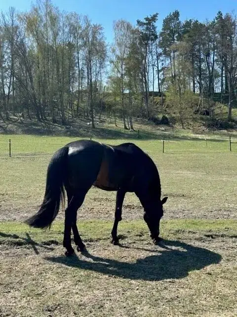 Lägenhet