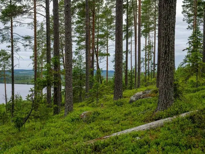 Lägenhet