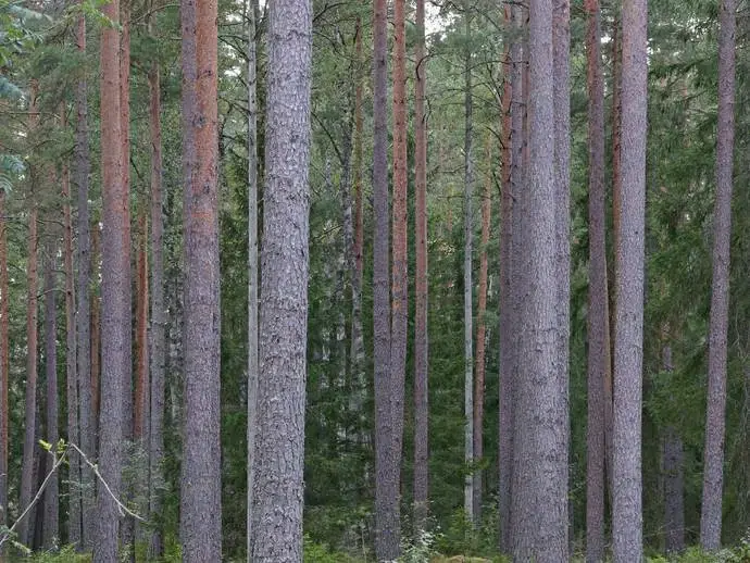 Lägenhet