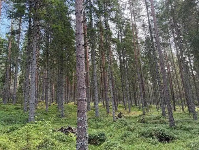 Lägenhet