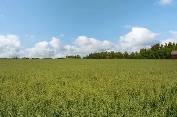 Farm