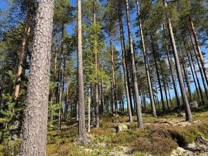 Lägenhet