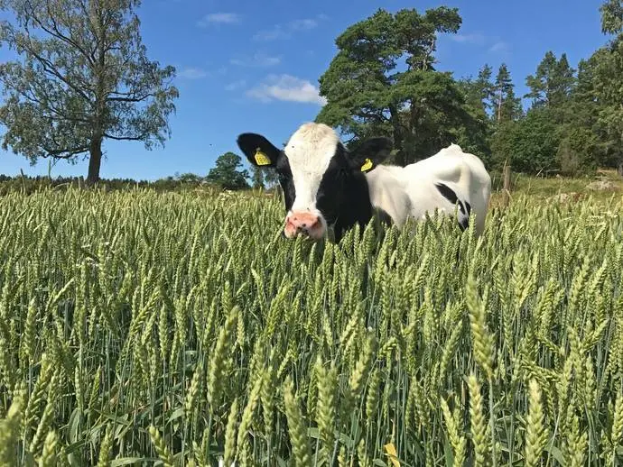 Bild 1 av 20 på Öjeby gård