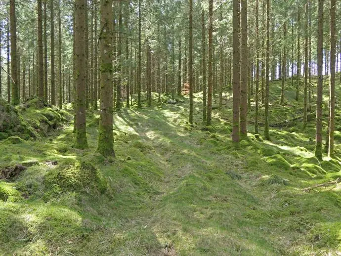 Bild 1 av 9 på Vräk