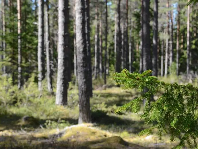 Bild 1 av 20 på Gulleråsen 
