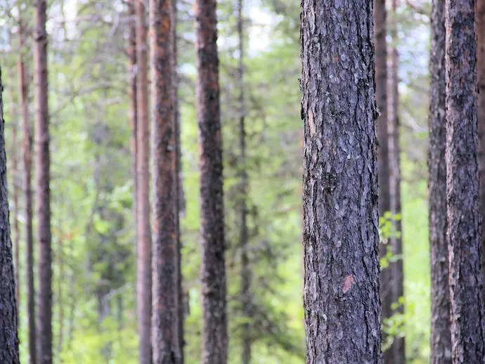 Bild 1 av 13 på Svappavaara
