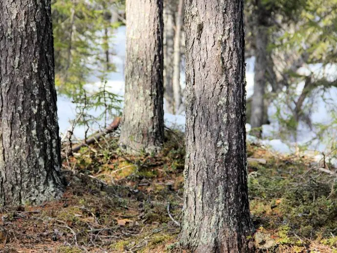 Bild 1 av 12 på Kangos