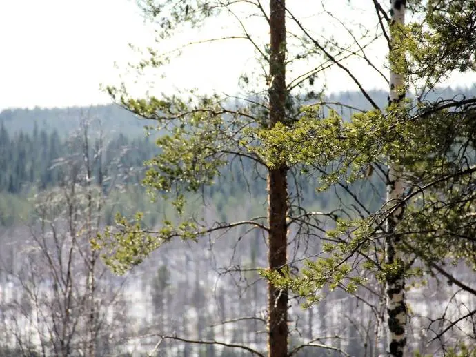 Image 1 of 11 of Korpikå