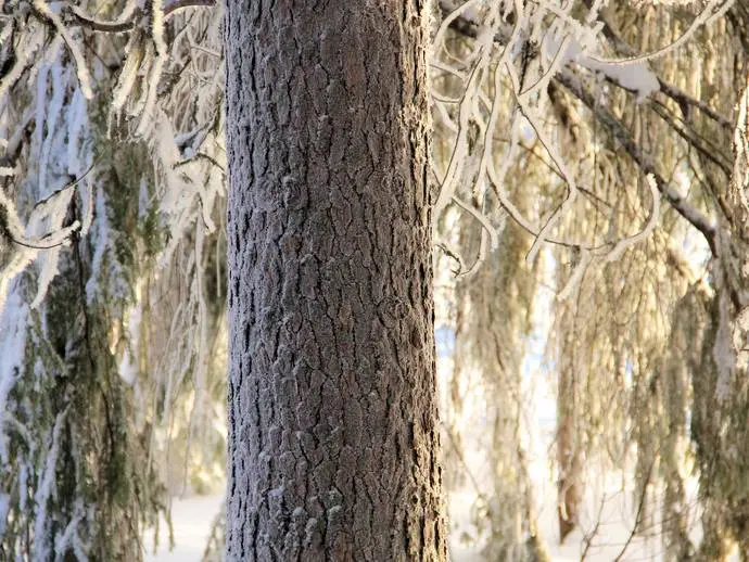 Bild 1 av 8 på Kaunisvaara