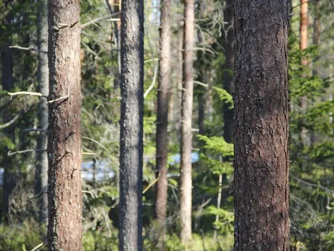 Image 1 of 20 of Lappträsk