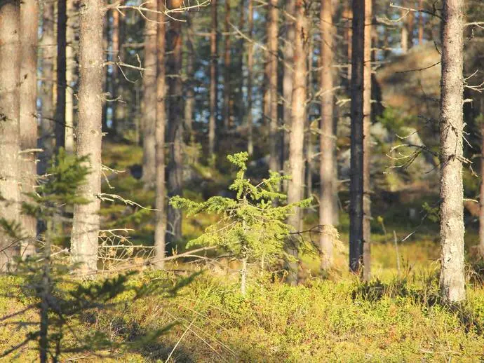 Bild 1 av 20 på Övermorjärv