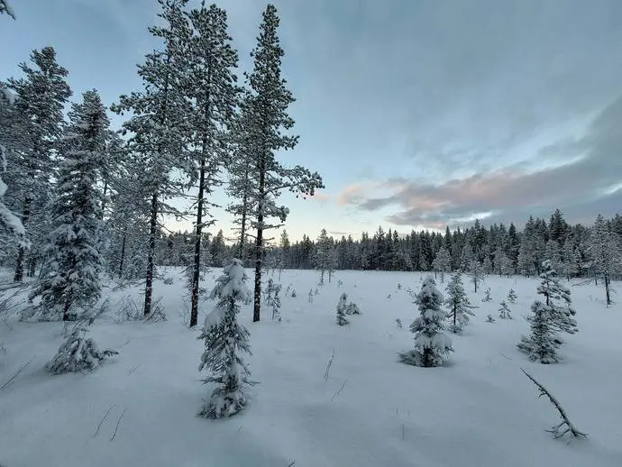 Bild 1 av 6 på Två skogsfastigheter i Långträsk