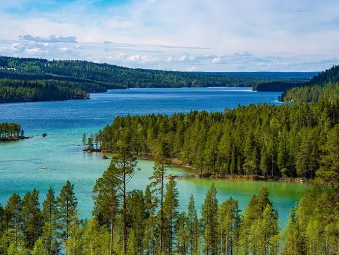 Bild 1 av 20 på Börön skog