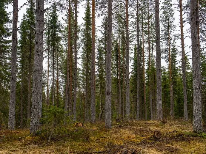 Bild 1 av 11 på Tångeråsen