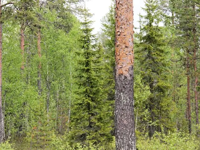 Bild 1 av 16 på Rutvik