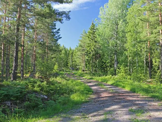 Bild 1 av 11 på Gårdsätter skog