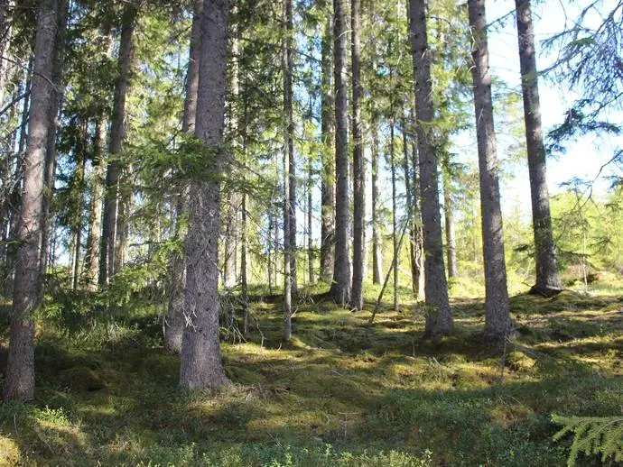 Bild 1 av 15 på Medskogen 