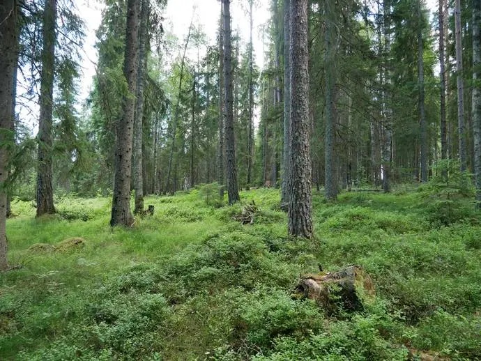 Bild 1 av 20 på Högen