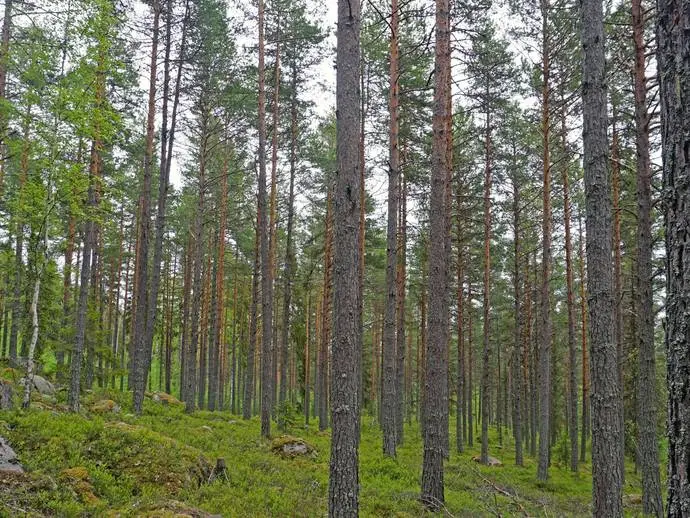 Image 1 of 14 of Ljusdal