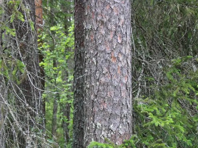 Bild 1 av 20 på Kågeträsk